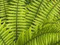 Closeup of bright green fern leaves, Dryopteris wallichiana