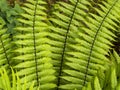 Closeup of bright green fern leaves, Dryopteris wallichiana