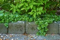 Closeup of bright green leaves growing over concrete bricks in a backyard garden. Lush wild plants on the side of a Royalty Free Stock Photo