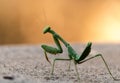 Close-up bright green predatory praying mantis standing on gray deck looking over shoulder at camera yellow orange background