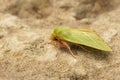 Closeup on the bright green silver-lines owlet moth, Pseudoips prasinana, sitting on a stone