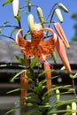 Closeup of bright orange and black spotted Tiger lily flower Royalty Free Stock Photo