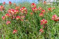 Closeup of Bright Orange Indian Paintbrush Wildflowers in Texas Royalty Free Stock Photo