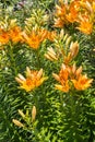 Bright orange lily flowers and buds Royalty Free Stock Photo