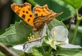 Closeup of bright orange monarch butterfly sitting on white flower plant Royalty Free Stock Photo