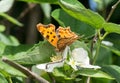 Closeup of bright orange monarch butterfly sitting on white flower plant Royalty Free Stock Photo