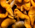 Closeup of bright orange omphalotus illudens or Jack OâLantern mushroom