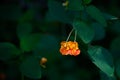 Closeup of bright orange spotted jewelweed flower in the wild Royalty Free Stock Photo