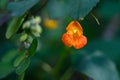 Closeup of bright orange spotted jewelweed flower in the wild Royalty Free Stock Photo