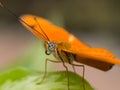 Closeup of a bright orange tropical butterfly Royalty Free Stock Photo