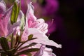 Closeup of Bright Pink Azalea Blossoms Royalty Free Stock Photo