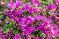 Closeup of bright pink bougainvillea blossoms as a background Royalty Free Stock Photo