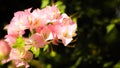 Closeup of bright pink bougainvillea blossoms.Spring flower