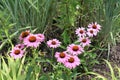 Looking down at bright, pretty, delicate pink coneflowers in the Riverfront neighborhood of Wilmington, Delaware