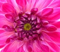 Closeup bright pink dahlia flower Royalty Free Stock Photo
