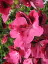 Closeup bright pink flowers of pelargonium grandiflorum