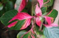 Closeup of the bright pink and green leaves of Alternanthera ficoidea, also widely known as Party Time plant