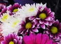 Closeup Bright Pretty White Purple Gerbera Daisy Flowers Bouquet Royalty Free Stock Photo