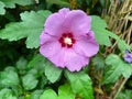 Closeup on a bright purple beautifully blooming flower of the Korean rose, Hibiscus syriacus, in summer sunlight Royalty Free Stock Photo