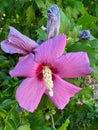 Closeup on a bright purple beautifully blooming flower of the Korean rose, Hibiscus syriacus, in summer sunlight Royalty Free Stock Photo