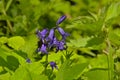 Closeup of bright purple bluebell flowers between green nettle leafs Royalty Free Stock Photo