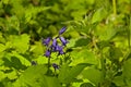 Closeup of bright purple bluebell flowers between green nettle leafs Royalty Free Stock Photo