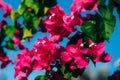 Closeup of bright purple bougainvillea blossoms on blue sky background. Royalty Free Stock Photo