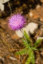 Closeup of Carduus plant flower