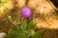 Closeup of Carduus plant flower