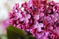 Bright purple lilac petals on the branch