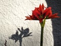 Closeup of bright red amaryllis flowers with the shadow on the wall Royalty Free Stock Photo