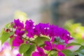 Closeup of bright red bougainvillea blossoms, Bougainvillea spectabilis Royalty Free Stock Photo