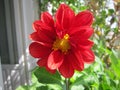 Closeup bright red flower of annual dahlia. Lovely garden on the balcony