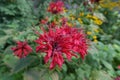 Closeup of bright red flowers of monarda in August