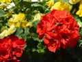 Bright red geranuim flowers on the background of yellow pansies Royalty Free Stock Photo