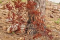 Closeup of bright red leaves growing on branches against a scorched tree trunk on Lions Head, Cape Town. Zoom in on