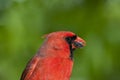Closeup of bright red male cardinal chewing sunflower seed Royalty Free Stock Photo