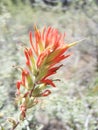 Wild Indian Paintbrush Royalty Free Stock Photo