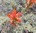 Wild Indian Paintbrush Royalty Free Stock Photo