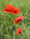 Closeup of red poppy flower in green summer field Royalty Free Stock Photo