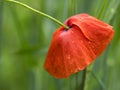 Closeup of red poppy flower in green summer field Royalty Free Stock Photo