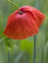 Closeup of red poppy flower in green summer field Royalty Free Stock Photo