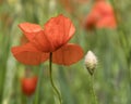 Closeup of red poppy flower in green summer field Royalty Free Stock Photo