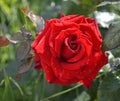 A closeup of  a bright red rose flower, tea hybrid Black Magic cultivar Royalty Free Stock Photo