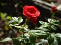 A closeup of  a bright red rose flower, tea hybrid Piano Red cultivar Royalty Free Stock Photo