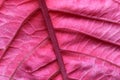 Closeup of a bright scarlet leaf for a background.