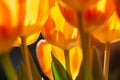 Closeup of bright and sunny orange tulips from Holland Royalty Free Stock Photo