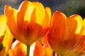 Closeup of bright and sunny orange tulips from Holland Royalty Free Stock Photo