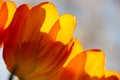 Closeup of bright and sunny orange tulips from Holland Royalty Free Stock Photo