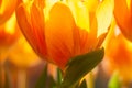 Closeup of bright and sunny orange tulips from Holland Royalty Free Stock Photo